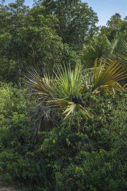 çakıl yolda siyah maymunlar
