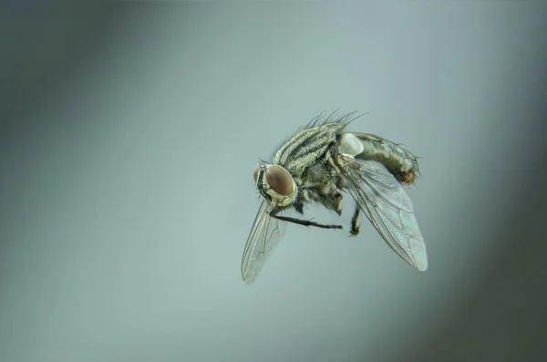 Mosca negra volando en casa — Foto de Stock