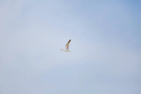 Mavi gökyüzünde uçan tek bir martı görüntüsü — Stok fotoğraf