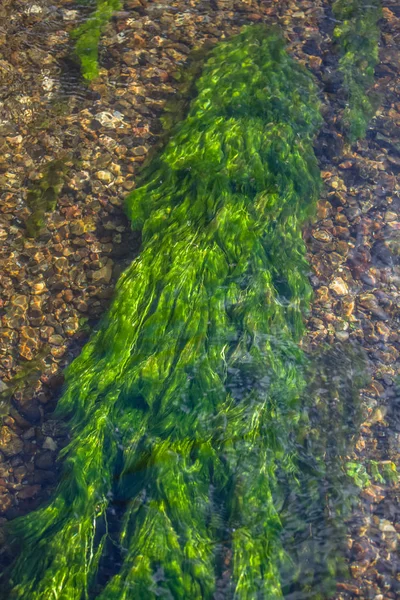 Vista detallada de la textura de las algas verdes bajo el agua del río — Foto de Stock