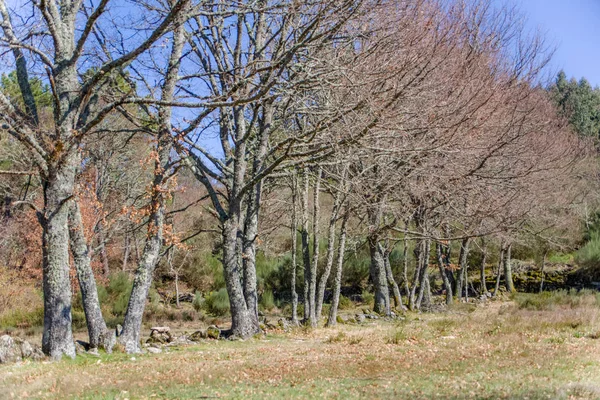 Szczegółowy widok równoległych drzew w środku w lesie, typowa roślinność — Zdjęcie stockowe