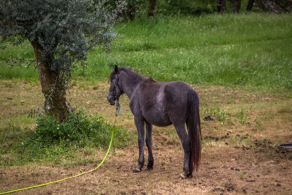 Vista de belo cavalo preto pastando em um campo de ervas verdes — Fotografia de Stock