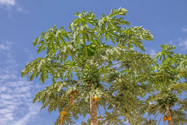 Full view of a papaya tree with blue sky as background, typically tropical tree — ストック写真