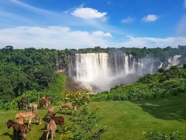 Vista de las cascadas de Kalandula en el río Lucala, burros pastando en un campo de hierbas —  Fotos de Stock