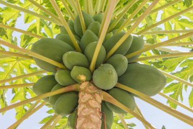 Ayrıntılı büyüyen papayalar ile papaya ağacı görüntüsü, tipik tropikal ağaç