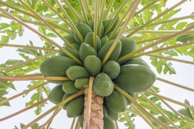 Ayrıntılı büyüyen papayalar ile papaya ağacı görüntüsü, tipik tropikal ağaç