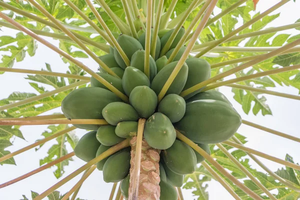 Vista del árbol de papaya con papayas de crecimiento detallado, árbol típicamente tropical —  Fotos de Stock