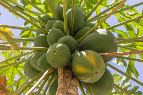 Ansicht des Papayabaums mit detailliert wachsenden Papayas, typischerweise tropischer Baum — Stockfoto