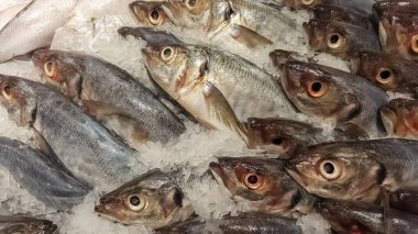 Soğuk buz üzerinde, süpermarkette farklı tüm balıkların detaylı görünümü ve dokuları