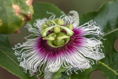 Çarkıfelek ağacının dallarından sarkan tutku meyvesinin detaylı görüntüsü...
