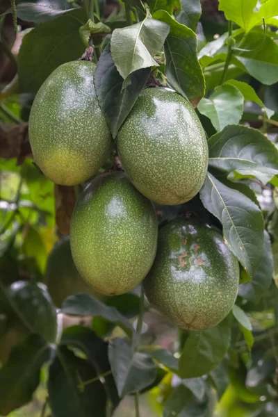 Detaljerad Bild Passionsfrukt Hängande Från Grenarna Passionsfrukt Träd — Stockfoto