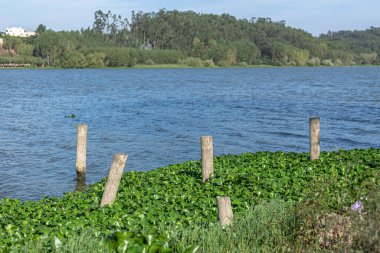 Portekiz, Pateira de Fermentelos 'taki tahta kütüklerden yapılmış, ortak su sümbülleri olan göl manzarası.