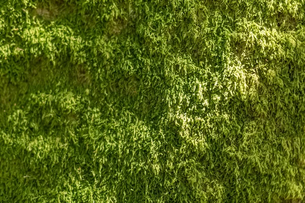森林上苔藓的绿色纹理的详细视图 — 图库照片