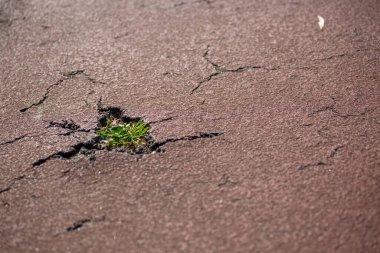 Bir deliğin detaylı görüntüsü ve asfalt yolda içinde otlar olan çatlaklar....