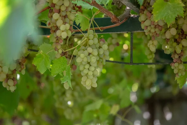 Podrobný Pohled Zemědělská Pole Vinicemi Typicky Středomořské Portugalsku — Stock fotografie