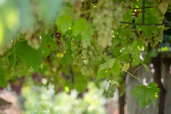 Podrobný Pohled Zemědělská Pole Vinicemi Typicky Středomořské Portugalsku — Stock fotografie