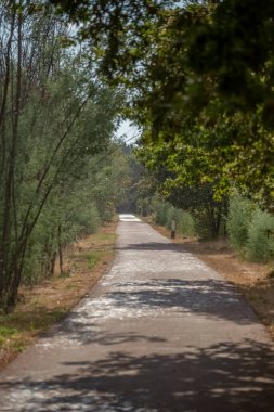 Yayalara düşen yağmur manzarası ve eko yolu, ağaçlar ve bitki örtüsü....
