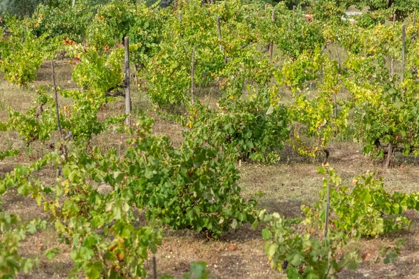 Vista Detalhada Dos Campos Agrícolas Com Vinha Tipicamente Mediterrânica Portugal — Fotografia de Stock