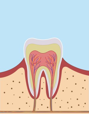 İçeride bir tek diş örnek