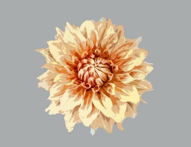 Yıldız Çiçeği çiçek boyalı.