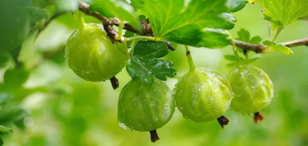 Beeren von Stachelbeeren auf einem Zweig. — Stockfoto