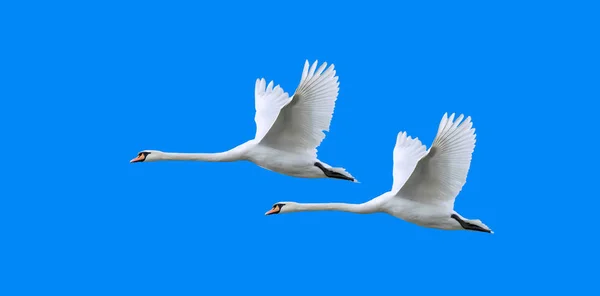 Swan bird in flight. — Stock Photo, Image