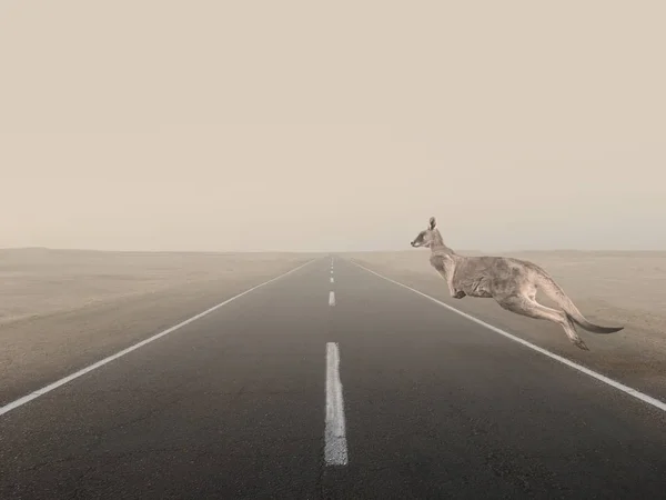 Kangaroo jumps over the road.