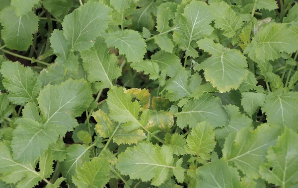 Hardal Yetiştiren Sinapis Alba Brassica Alba Veya Brassica Hirta Tohumlar — Stok fotoğraf