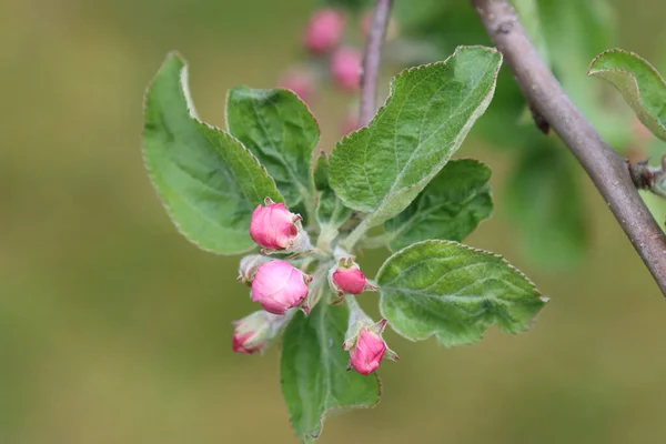 Lkbaharda Işlenmemiş Elma Ağaçları Tomurcukları — Stok fotoğraf