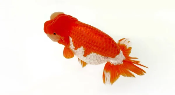 Gold Fish Swimming White Background — Stock Photo, Image