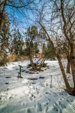 Uzun bir kış yürüyüş yoluyla okuyucu Rock Bahçe