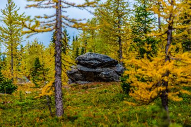 Chester gölde larches için hiking