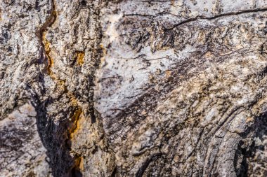 Ağaç gövdesinin makro görüntüsü