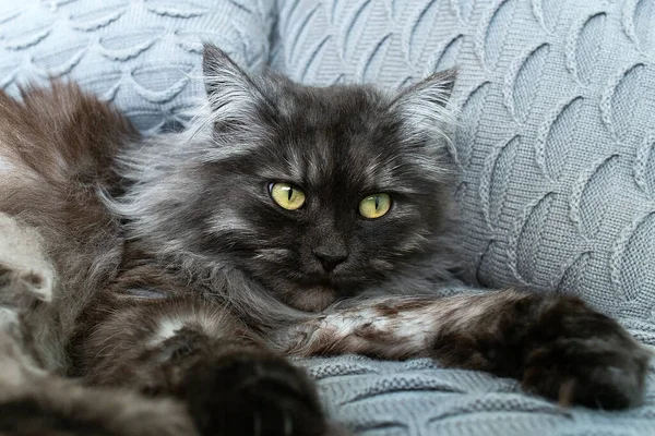 Сірий Пухнастий Кіт Жовтими Очима — стокове фото