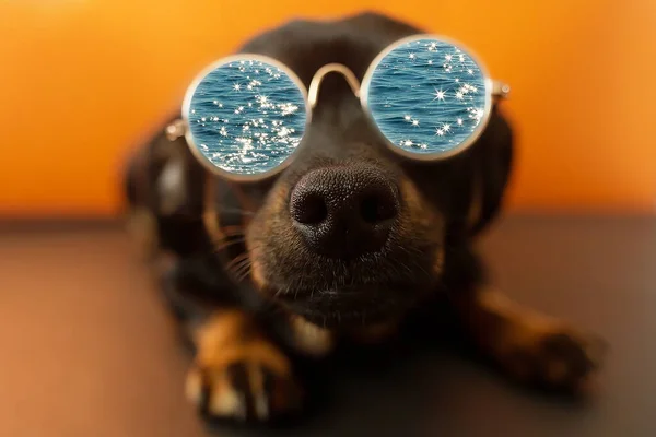 Lustiger Hund Mit Brille Spiegel Des Meeres — Stockfoto