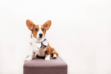 Beyaz bir arka planda, bir kelebek içinde Corgi köpek yavrusu