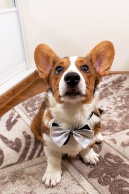 Kravatlı Corgi yavrusu, komik ve sevimli.