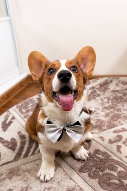 Kravatlı Corgi yavrusu, komik ve sevimli.