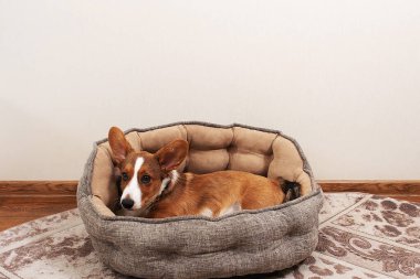 Bir Corgi yavrusu evde bir yatakta yatıyor.