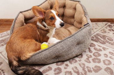 Bir Corgi yavrusu evde bir yatakta yatıyor.