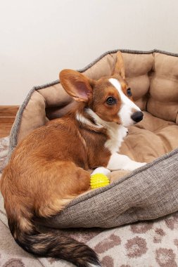 Bir Corgi yavrusu evde bir yatakta yatıyor.