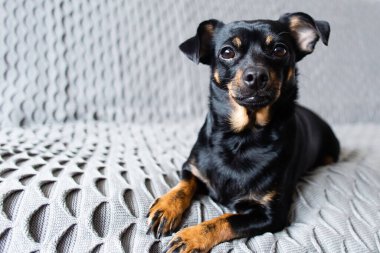 Gri koltukta oturan bir köpek. Gri bir kanepede Chihuahua köpeği. Evcil hayvan kanepede dinleniyor. Siyah, kahverengi ve beyaz bir Chihuahua köpeğiyle çekilmiş bir dizi fotoğraf. Acımasız şirin köpek.