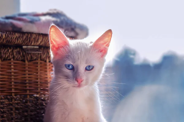 Білий Красивий Кошеня Блакитними Очима — стокове фото