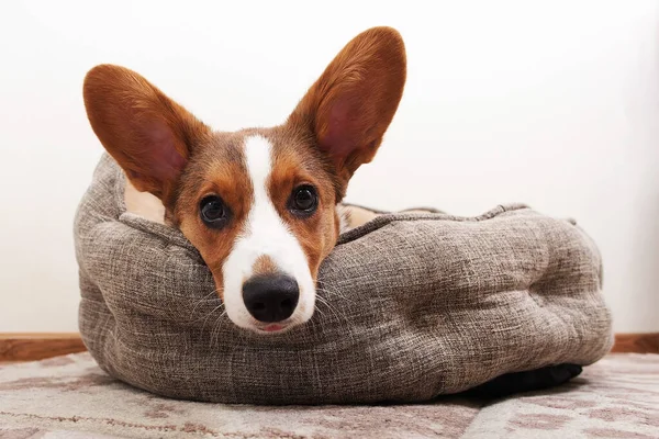 Corgi Puppy Lying Bed Home — Stock Photo, Image