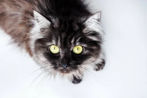 白地にふわふわの面白い猫 — ストック写真