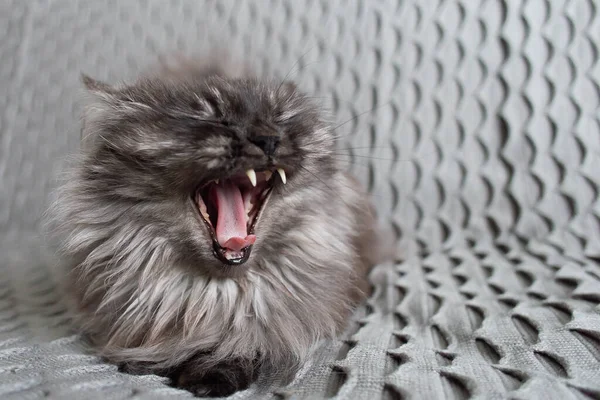 a fluffy gray cat, funny with mouth open