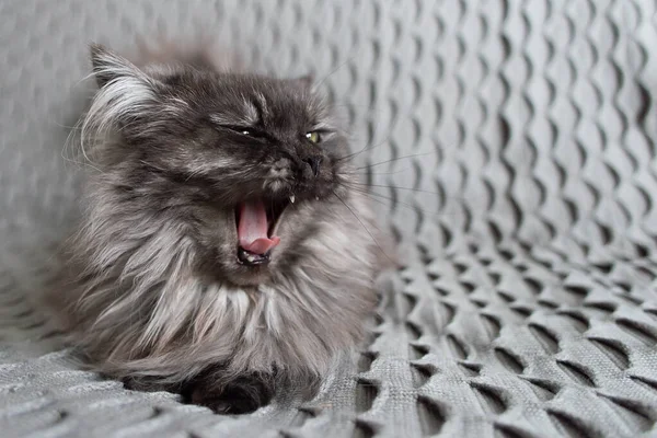 編んだ毛布の上の灰色の面白い猫 — ストック写真