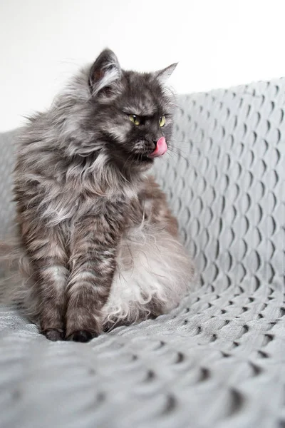 Chat Poilu Gris Lèche Sur Canapé — Photo