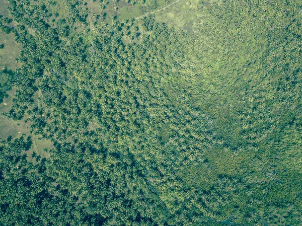 Aerial Top Háttér Textúra Trópusi Kókusz Pálmafa Dzsungel — Stock Fotó
