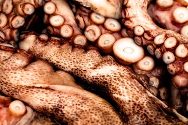 Taze ahtapot dokunaçları desenli arkaplan